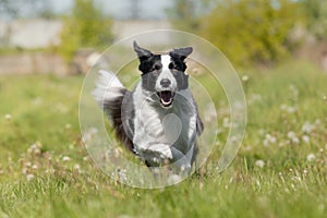 Border Collie dog running on the green grass. Active dog