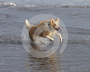 Border collie dog running happy in shallow water on the beach