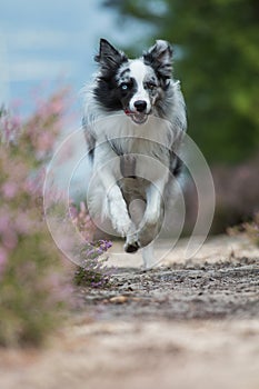 Border collie dog running in heather landscape