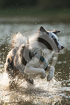 Border collie dog running in a lake