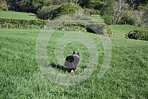 Border Collie Dog Running Through a Large Grass Field