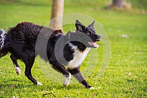 Border collie dog running  looking focused ahead enjoying a sunny day and playing games with his master