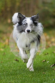 Border collie dog running in a meadow