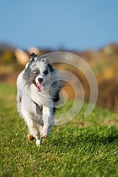 Border collie dog running in a meadow