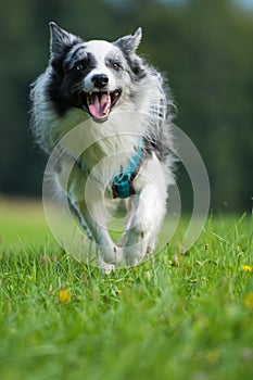 Border collie dog running in a meadow