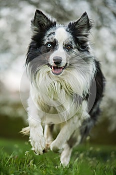 Border collie dog running in a meadow