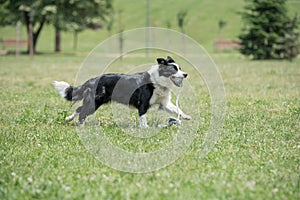 Border Collie dog running outside in the park. Selective focus