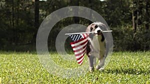 Border collie dog running outside in slow motion holding the US American flag