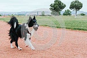 Border collie dog running with a rubber ball in his mouth