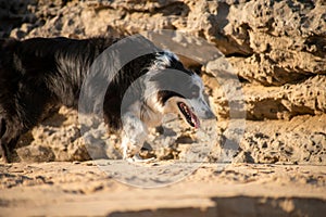 Border collie dog running on sandy ground