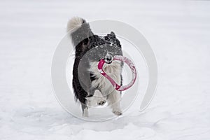 Border Collie Dog Running on Snow and Playing with Toy.