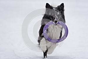 Border Collie Dog Running on Snow and Playing with Toy. Portrait.