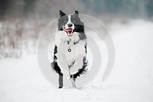 Border collie dog running in snow in winter forest