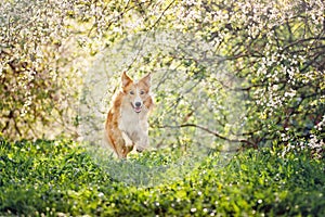 Border collie dog running in spring