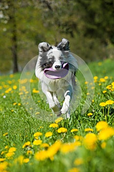Border collie dog running in a spring meadow
