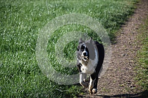 Border Collie Dog Running with a Stick in His Mouth