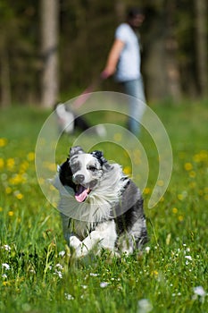 Border collie dog running in a summer meadow