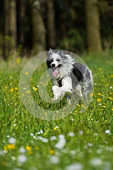 Border collie dog running in a summer meadow