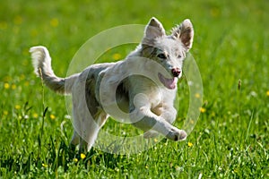 Border collie dog running in a summer meadow