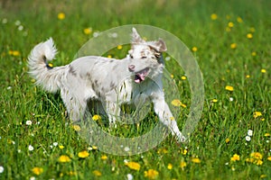 Border collie dog running in a summer meadow