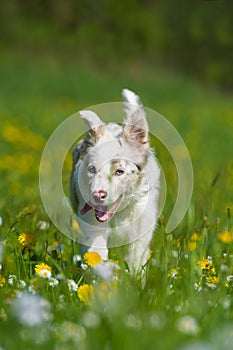 Border collie dog running in a summer meadow