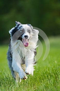 Border collie dog running in a summer meadow
