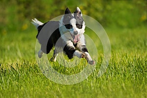 Border collie dog running in a summer meadow