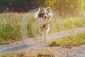 Border collie dog running in a summer meadow