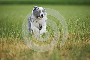 Border collie dog running in a summer meadow