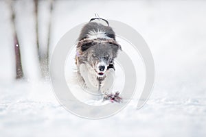 Border collie dog running to catch a toy in winter