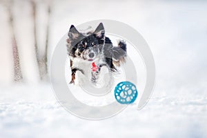 Border collie dog running to catch a toy in winter