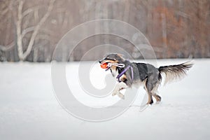 Border collie dog running with toy in winter