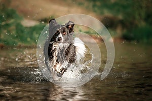 Border collie dog running in the water, many splashes