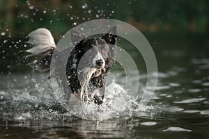 Border collie dog running in the water, many splashes