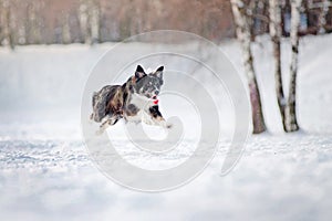 Border collie dog running in winter