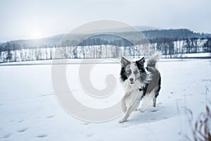 Border collie dog running in winter landscape