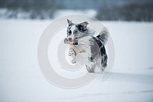 Border collie dog running in winter landscape