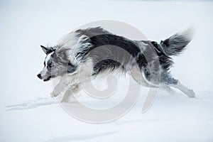 Border collie dog running in winter landscape