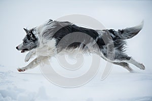 Border collie dog running in winter landscape