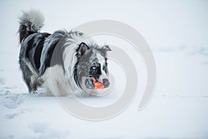 Border collie dog running in winter landscape