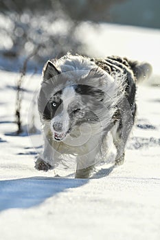 Border collie dog running in winter landscape