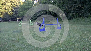 A Border Collie dog runs after the ball across the lawn jumping over the multi-colored barriers on a sunny summer day