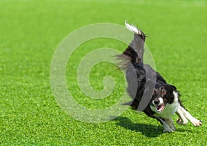 Border collie dog runs on green grass on a summer sunny day