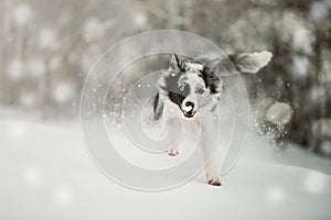 Border Collie dog runs in the snow