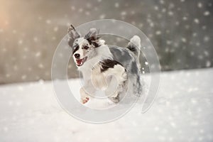 Border Collie dog runs in the snow