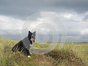 Border collie dog in sand dunes