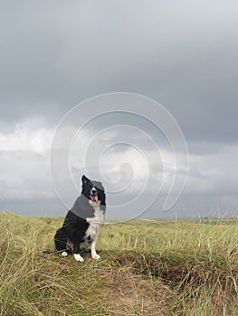 Border collie dog in sand dunes