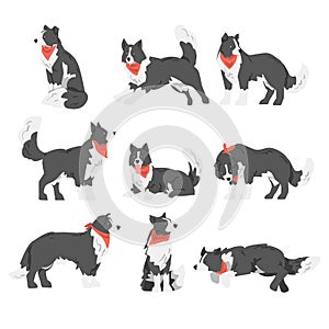 Border Collie Dog Set, Shepherd Pet Animal with Black White Coat in Red Neckerchief Cartoon Vector Illustration