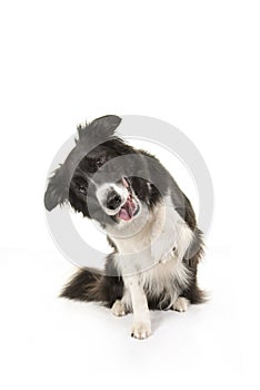 Border collie dog sitting and doing tricks to get attention or t