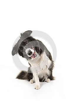 Border collie dog sitting and doing tricks to get attention or t photo